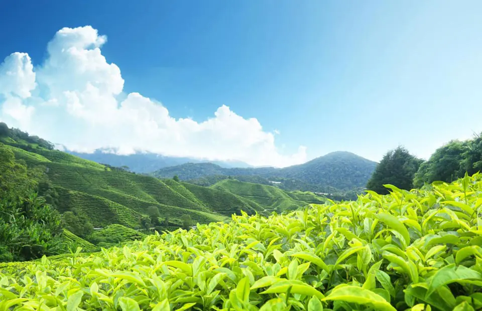 Kerala Splendour