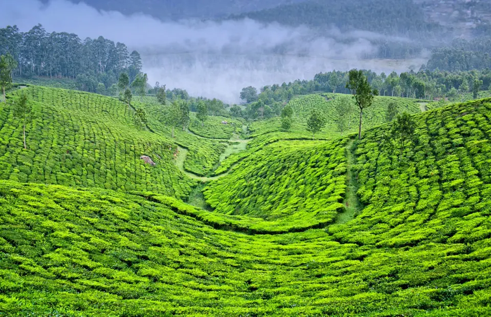 Kerala & Tamil Nadu