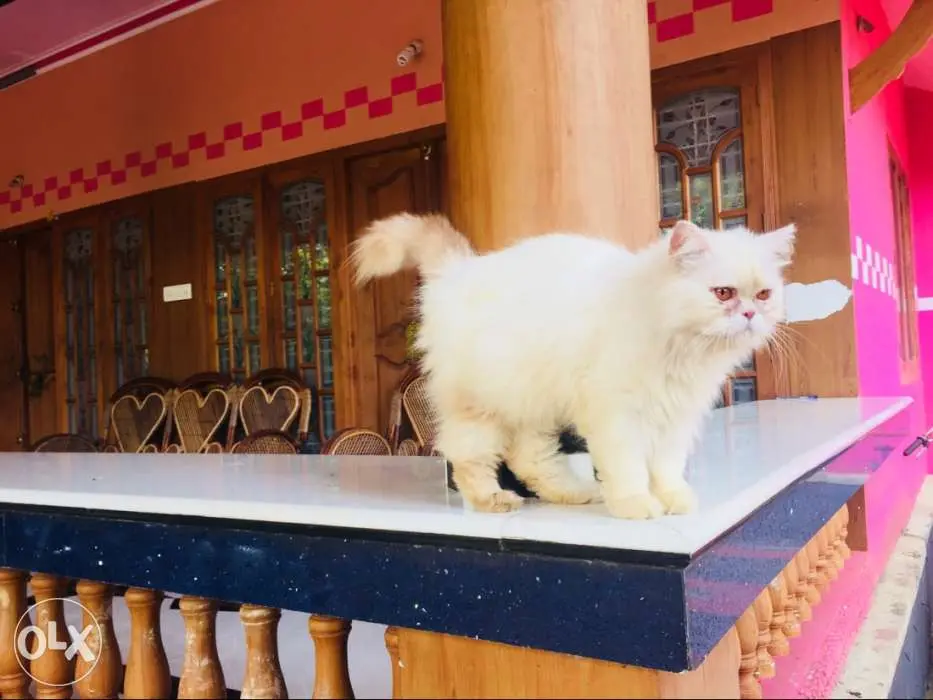 Semi punch male available proven male