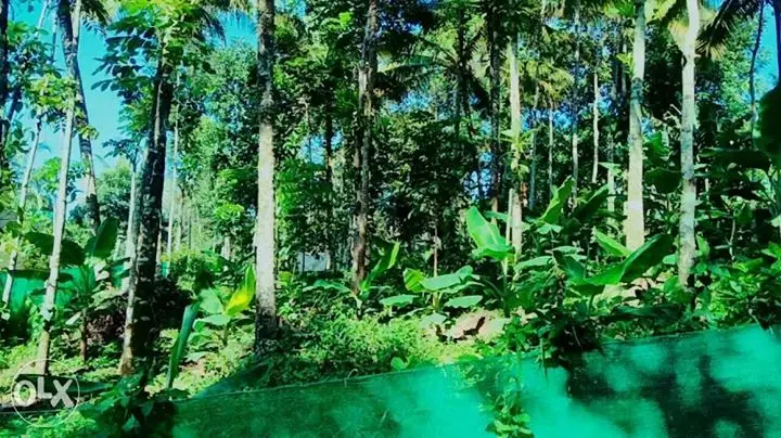 25 cent
