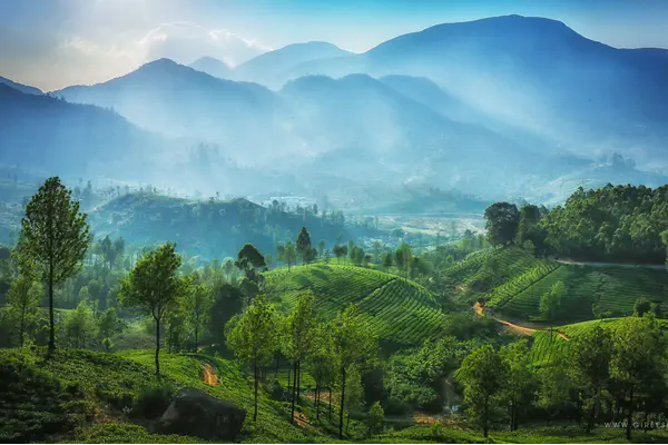 Nature Photography