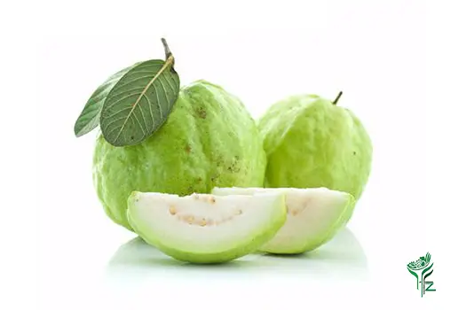 GUAVA (PERAKKA) 1KG