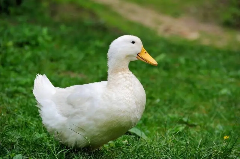 DUCK VIGOVA