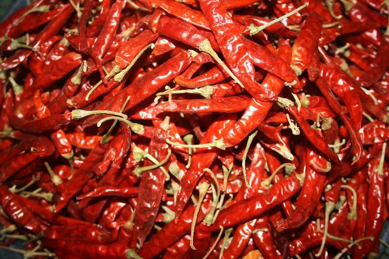 Kashmirichilli with stem / Kashmirimulak (കാശ്മീരിമുളക് ) 500g