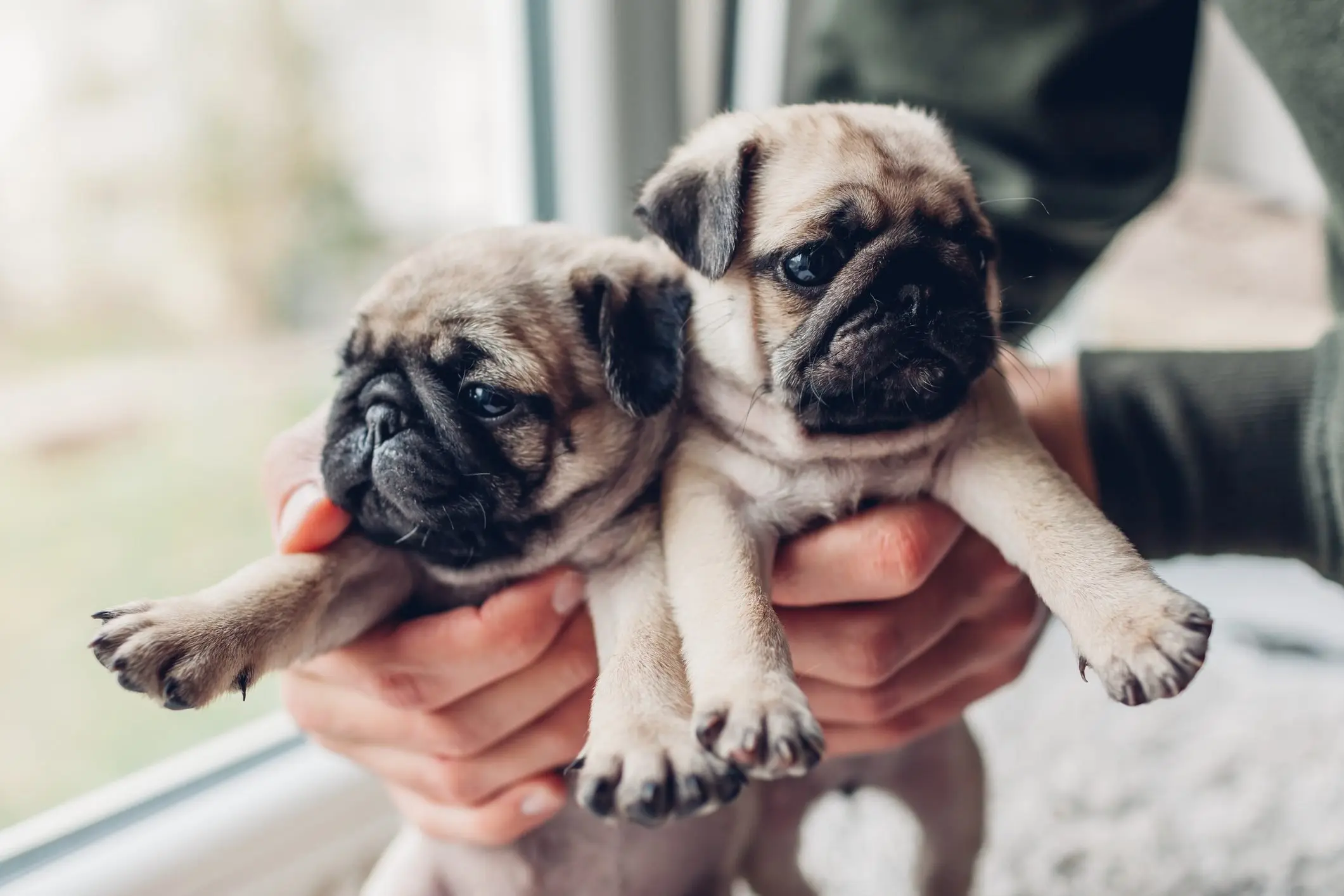 Pug