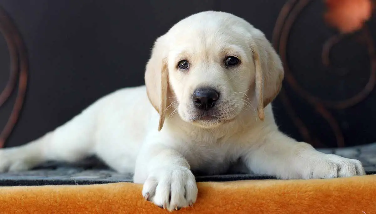 Labrador puppies