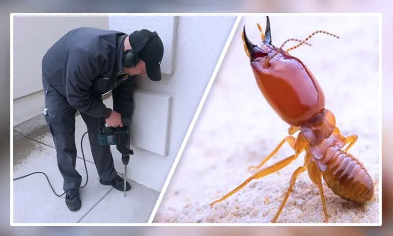 Termite control