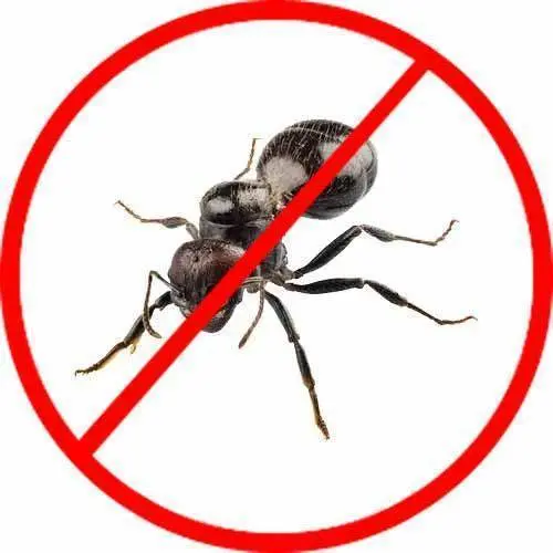 Ant control