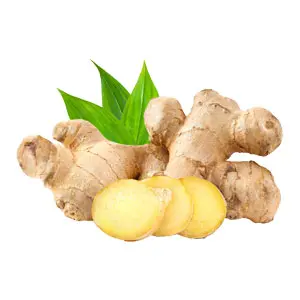 Ginger