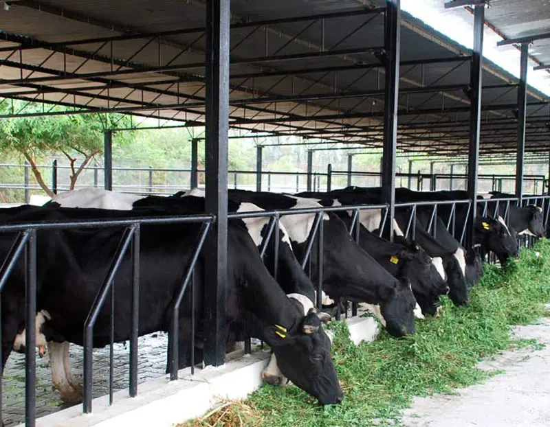 Cattle Farming