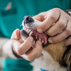 Pet Dental Care 