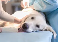 Routine and Special Pet Surgery