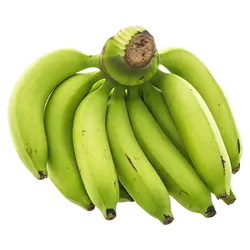റോബസ്‌റ്റ 