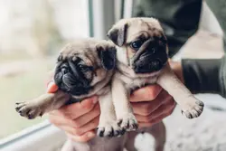 Pug