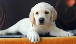 Labrador puppies