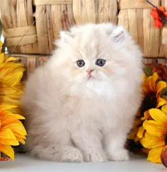 Persian kitten 