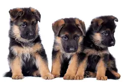 German shepherd Puppy