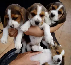 Beagle champion line male puppy
