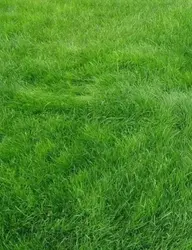 Nilgiri grass