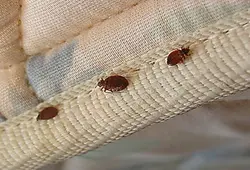 Bed Bug Control