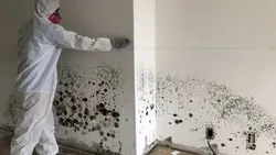 Mold Damage Restoration