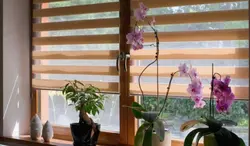 Buy Window Blinds 
