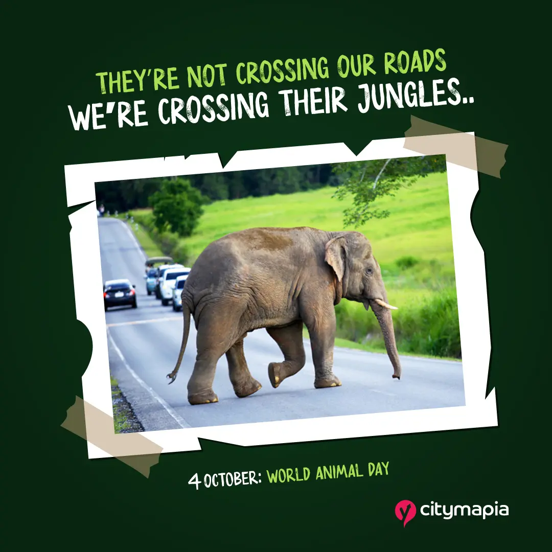 World Animal Day 2021