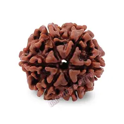 Rudraksha