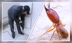 Termite control