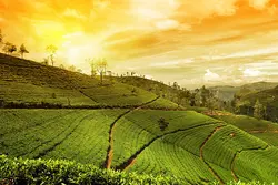 Kerala Tour Packages