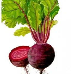 BEETROOT