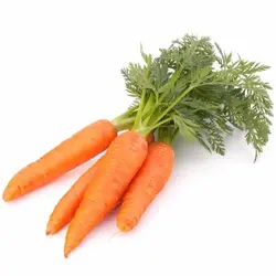 CARROT