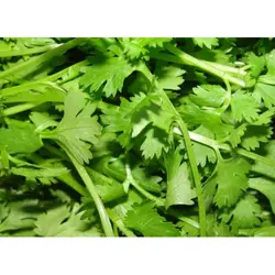 CORIANDER LEAVES
