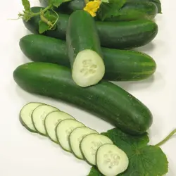 CUCUMBER  GREEN