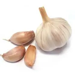 GARLIC