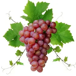 GRAPE ROSE