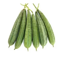 RIDGE GOURD (PEECHINGA)