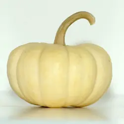 PUMPKIN WHITE