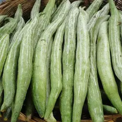 SNAKE GOURD NADAN