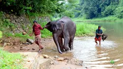 Elephant Training Centre - Konni