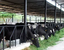 Cattle Farming