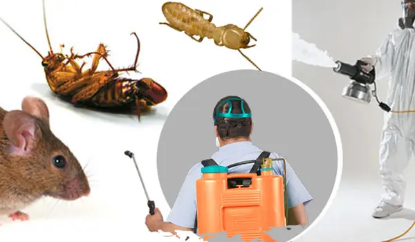 Get rid of pests: contact a pest control service