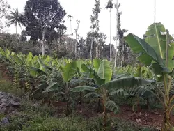 Houses plote in kattappana