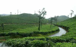 A beautiful 12 acre coffee plantation with a super waterfall in it is best suitable for resorts.
