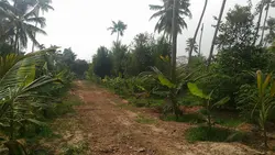 Land