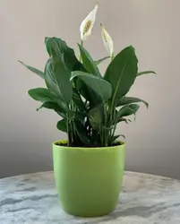 Indoor Plants