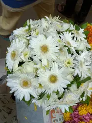 Daisy