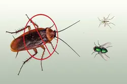 Mosquito & Cockroach Control