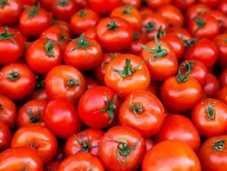 Tomato