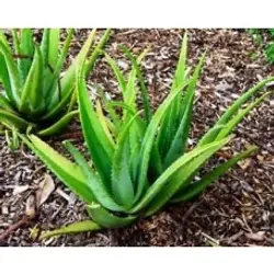 Aloe Vera Leaves/Kattar vazha Leaves (കറ്റാർ വാഴ)